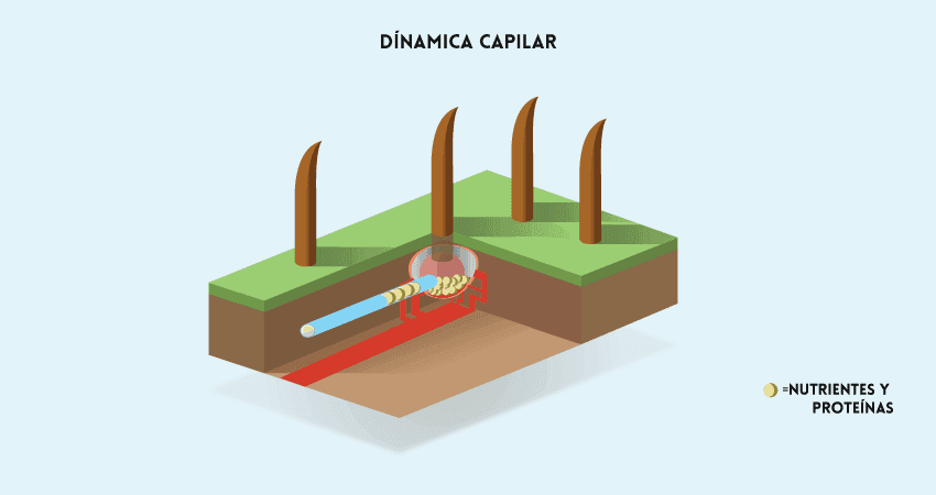 Dinámica capilar